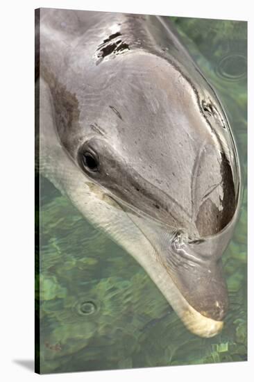 Mexico, Caribbean. Tursiops Truncatus, Common Bottlenose Dolphin Portrait-David Slater-Stretched Canvas