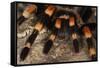 Mexico. Close-up of red knee tarantula-Jaynes Gallery-Framed Stretched Canvas