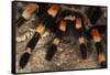 Mexico. Close-up of red knee tarantula-Jaynes Gallery-Framed Stretched Canvas