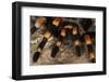 Mexico. Close-up of red knee tarantula-Jaynes Gallery-Framed Photographic Print