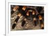 Mexico. Close-up of red knee tarantula-Jaynes Gallery-Framed Photographic Print