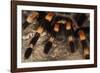 Mexico. Close-up of red knee tarantula-Jaynes Gallery-Framed Photographic Print