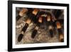 Mexico. Close-up of red knee tarantula-Jaynes Gallery-Framed Photographic Print