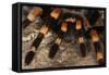 Mexico. Close-up of red knee tarantula-Jaynes Gallery-Framed Stretched Canvas