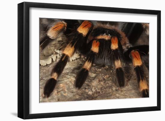 Mexico. Close-up of red knee tarantula-Jaynes Gallery-Framed Photographic Print