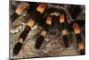 Mexico. Close-up of red knee tarantula-Jaynes Gallery-Mounted Photographic Print