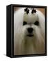 Mexico Dog Show-Eduardo Verdugo-Framed Stretched Canvas