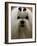 Mexico Dog Show-Eduardo Verdugo-Framed Photographic Print