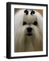 Mexico Dog Show-Eduardo Verdugo-Framed Photographic Print