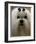 Mexico Dog Show-Eduardo Verdugo-Framed Photographic Print