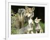 Mexico Grey Wolf-Jose Luis Magana-Framed Photographic Print