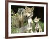 Mexico Grey Wolf-Jose Luis Magana-Framed Photographic Print