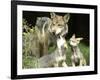 Mexico Grey Wolf-Jose Luis Magana-Framed Photographic Print