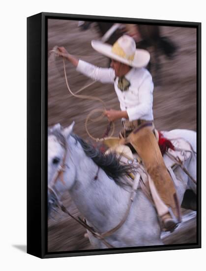 Mexico, Jalisco, Puerto Vallarta Cowboy attempts to rope a bull at the charro, rodeo-Merrill Images-Framed Stretched Canvas