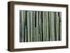 Mexico, Jalpa. Multiple cacti that form a fence or wall.-Don Paulson-Framed Photographic Print