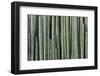 Mexico, Jalpa. Multiple cacti that form a fence or wall.-Don Paulson-Framed Photographic Print