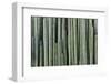 Mexico, Jalpa. Multiple cacti that form a fence or wall.-Don Paulson-Framed Photographic Print