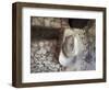 Mexico, Mineral de Pozos. Old cowboy hat hangs on wall.-Don Paulson-Framed Photographic Print