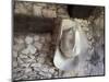 Mexico, Mineral de Pozos. Old cowboy hat hangs on wall.-Don Paulson-Mounted Photographic Print