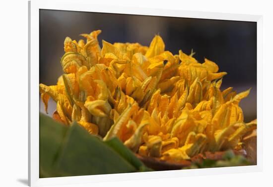 Mexico, Oaxaca, Squash Blossom Flowers-Merrill Images-Framed Photographic Print