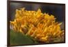 Mexico, Oaxaca, Squash Blossom Flowers-Merrill Images-Framed Photographic Print