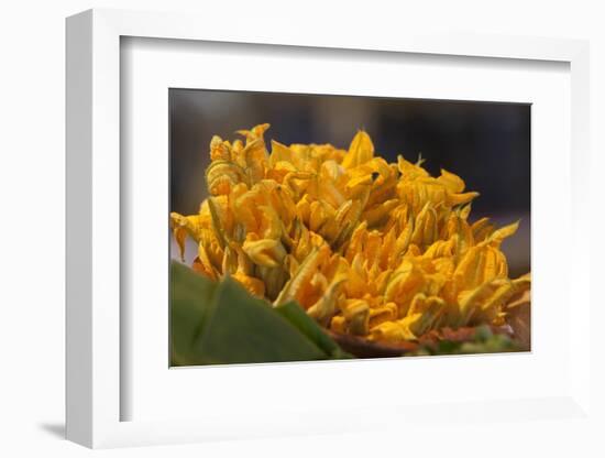 Mexico, Oaxaca, Squash Blossom Flowers-Merrill Images-Framed Photographic Print