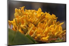 Mexico, Oaxaca, Squash Blossom Flowers-Merrill Images-Mounted Photographic Print