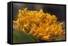 Mexico, Oaxaca, Squash Blossom Flowers-Merrill Images-Framed Stretched Canvas