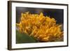 Mexico, Oaxaca, Squash Blossom Flowers-Merrill Images-Framed Photographic Print