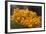 Mexico, Oaxaca, Squash Blossom Flowers-Merrill Images-Framed Photographic Print