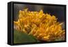 Mexico, Oaxaca, Squash Blossom Flowers-Merrill Images-Framed Stretched Canvas