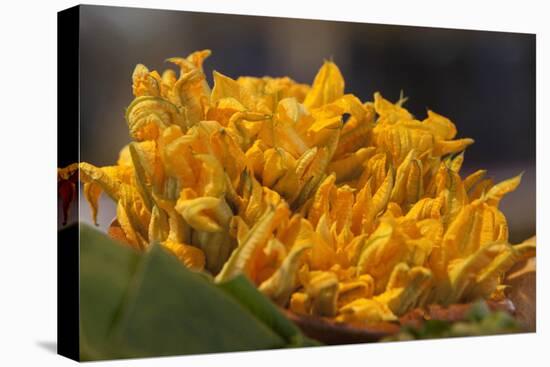 Mexico, Oaxaca, Squash Blossom Flowers-Merrill Images-Stretched Canvas