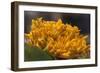 Mexico, Oaxaca, Squash Blossom Flowers-Merrill Images-Framed Photographic Print