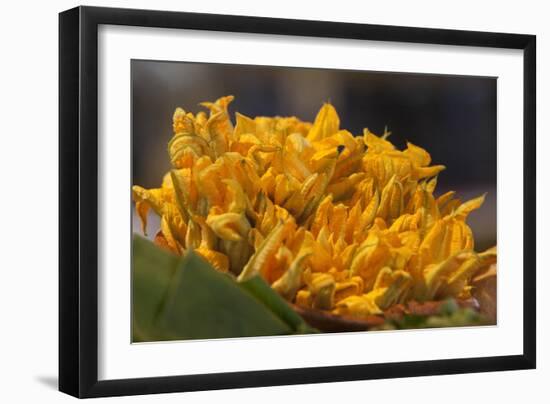 Mexico, Oaxaca, Squash Blossom Flowers-Merrill Images-Framed Photographic Print