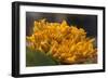 Mexico, Oaxaca, Squash Blossom Flowers-Merrill Images-Framed Photographic Print