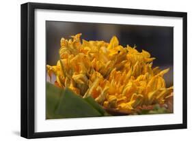 Mexico, Oaxaca, Squash Blossom Flowers-Merrill Images-Framed Photographic Print