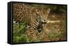 Mexico, Panthera Onca, Jaguar in Forest-David Slater-Framed Stretched Canvas