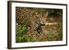 Mexico, Panthera Onca, Jaguar in Forest-David Slater-Framed Photographic Print