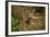 Mexico, Panthera Onca, Jaguar in Forest-David Slater-Framed Photographic Print