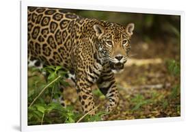 Mexico, Panthera Onca, Jaguar in Forest-David Slater-Framed Photographic Print