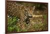 Mexico, Panthera Onca, Jaguar in Forest-David Slater-Framed Photographic Print