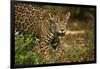 Mexico, Panthera Onca, Jaguar in Forest-David Slater-Framed Photographic Print