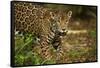 Mexico, Panthera Onca, Jaguar in Forest-David Slater-Framed Stretched Canvas