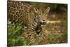 Mexico, Panthera Onca, Jaguar in Forest-David Slater-Stretched Canvas