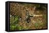 Mexico, Panthera Onca, Jaguar in Forest-David Slater-Framed Stretched Canvas