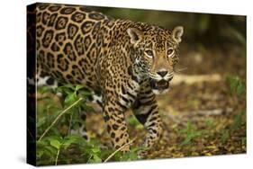 Mexico, Panthera Onca, Jaguar in Forest-David Slater-Stretched Canvas