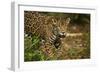 Mexico, Panthera Onca, Jaguar in Forest-David Slater-Framed Photographic Print