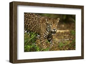 Mexico, Panthera Onca, Jaguar in Forest-David Slater-Framed Photographic Print