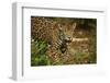 Mexico, Panthera Onca, Jaguar in Forest-David Slater-Framed Photographic Print