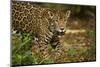 Mexico, Panthera Onca, Jaguar in Forest-David Slater-Mounted Photographic Print